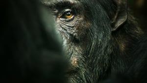 El imperio de los chimpancés (2023) 1x2